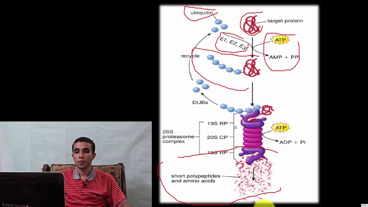 Proteosome