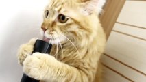 Observa la reacción de este gato ante el poder de succión de una aspiradora... ¡Es hilarante! - Mejor sube el volumen.