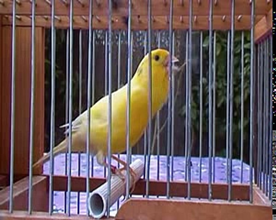 افضل تغريد كناري ما شاء الله روعة 2018