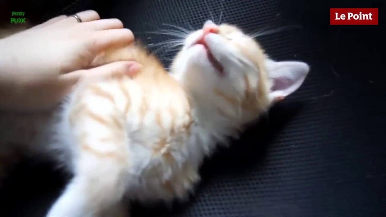 Catherine Laborde - "Vous aimez les chats ?"