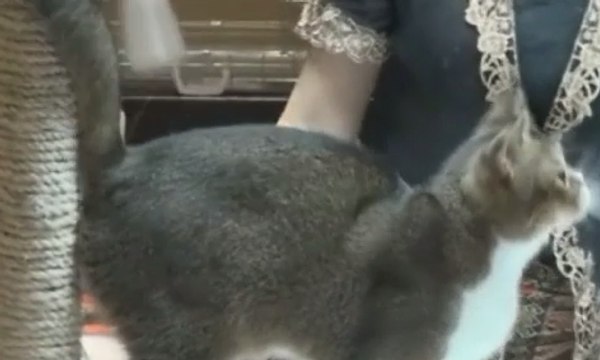 Bandung Gelar Kontes Kucing Internasional