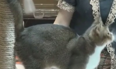 Bandung Gelar Kontes Kucing Internasional