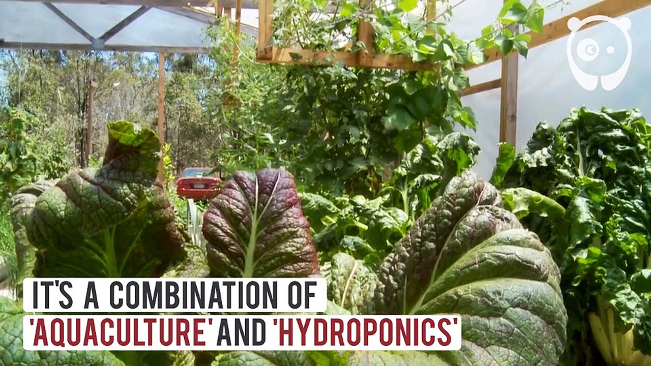 Découvrez l’aquaponie, la culture de végétaux associée à l’élevage de poissons