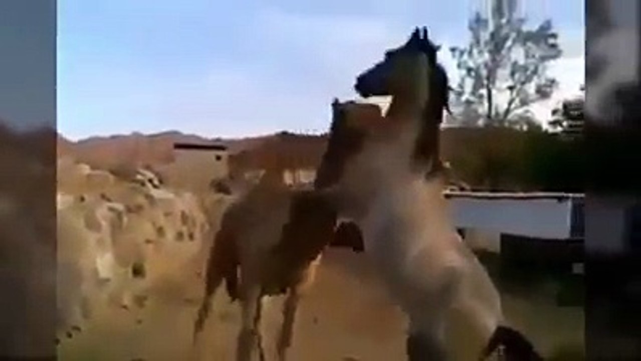 beraber büyüyüp uzun bir süre ayrı kalan at ve devenin tekrar buluşması