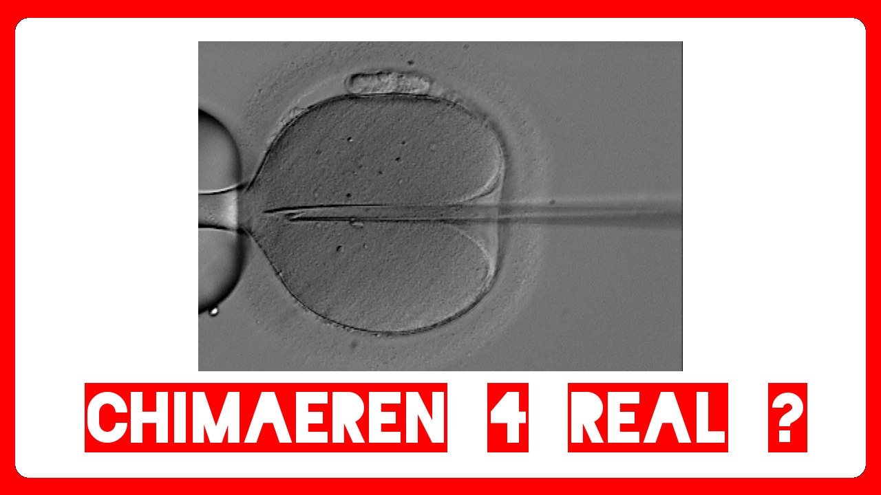 Auf dem Weg zum Schweinebärmann, die Chimären - Mfiles 005