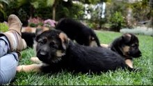 German Shepherd Puppies