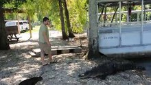 Un chat défie un alligator mais ce qui se passe ensuite est totalement inattendu