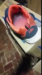 That's why you should always check your shoes before wearing them