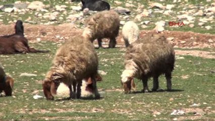 Şanlıurfa'da Besiciler Dertli
