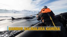 Kambur balinalara kamera