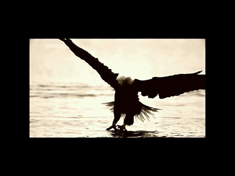 aigle hitler   muet