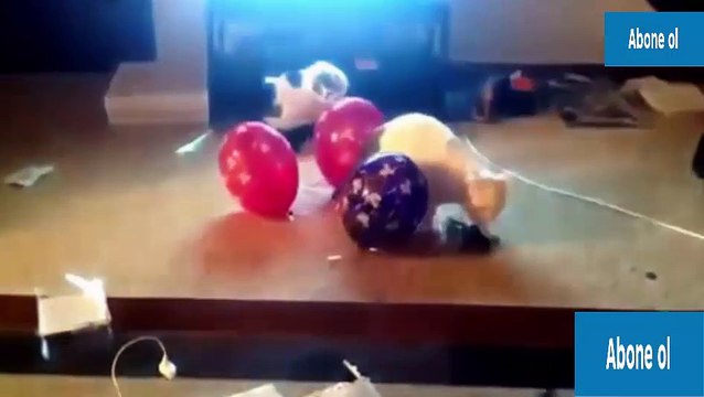 Komik Kedi Kazaları Gülme Krizi Garantili