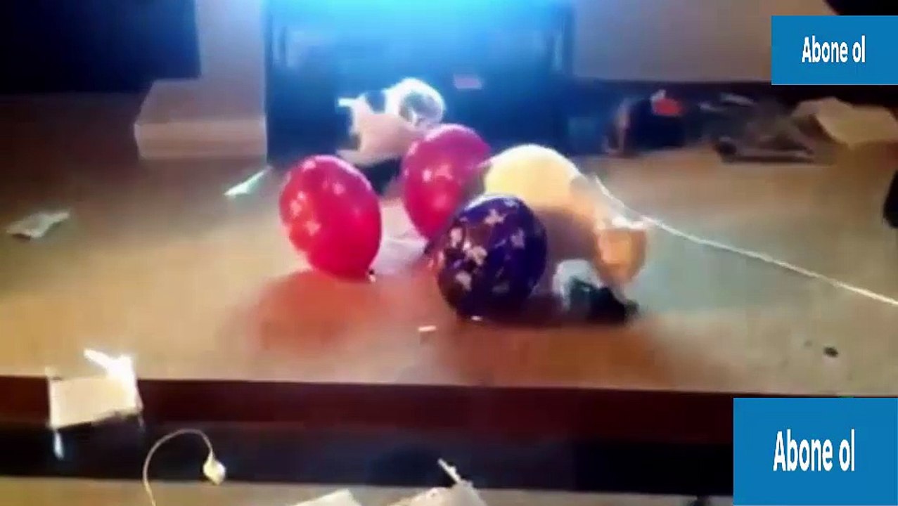 Komik Kedi Kazaları Gülme Krizi Garantili