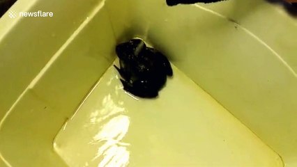 The frog that calls for its mum like a human baby