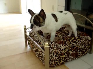 The Negotiation: Boston Terrier vs. French Bulldog