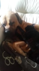 Dog gets relaxing massage from feline friend