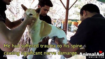 Street dog hit by a car regains use of his legs _2017
