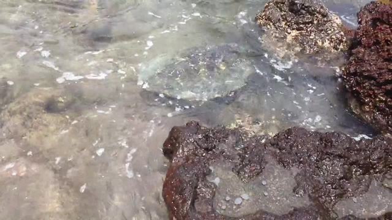 Trapped sea turtle surfs to freedom