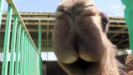 نقل الأسد سيمبا والدبة لولا من حديقة حيوان الموصل الى الأردن