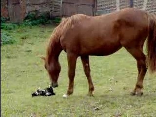 Félix et Syrianaa 2