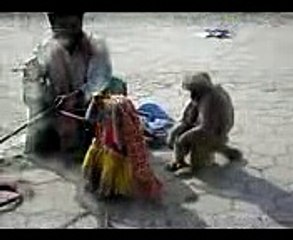 Bandar Da Tamasha | Monkey