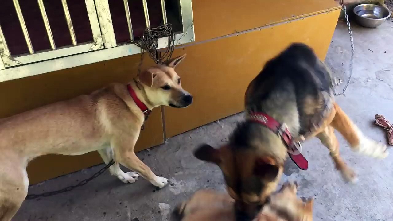 【猟犬日誌】 猟犬　犬同士の喧嘩 Part2