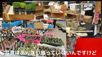 アイリッシュモス購入!!ちょっと可愛いコケリウムをもふリッチでリセット!?