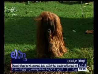 غرفة الأخبار | قرد ينجح في تأليف قطعة موسيقية على أحد الهواتف المحمولة
