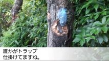 カブトムシ　クワガタ　樹液採集に行ってきた！(下見編)