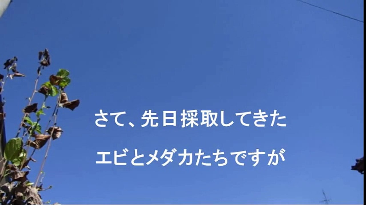 屋外水槽の光合成はスゴイ!!!