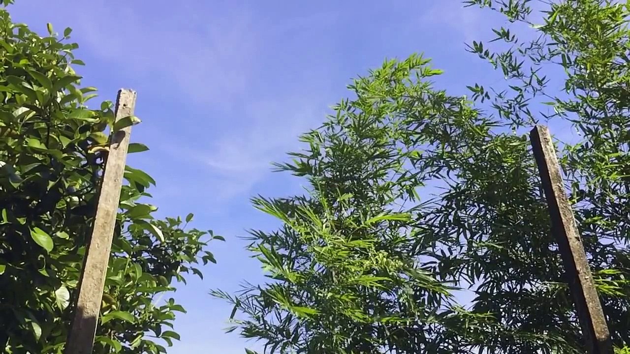 FARM ROMYEN CHANTABURI (video present)