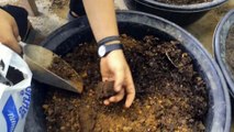 Studio13 Bangkok : How to mix Homemade Garden Soil