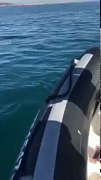 Un spécimen rare de requin filmé au large du Cap-d’Agde !