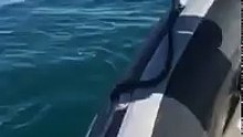 Un spécimen rare de requin filmé au large du Cap-d’Agde !