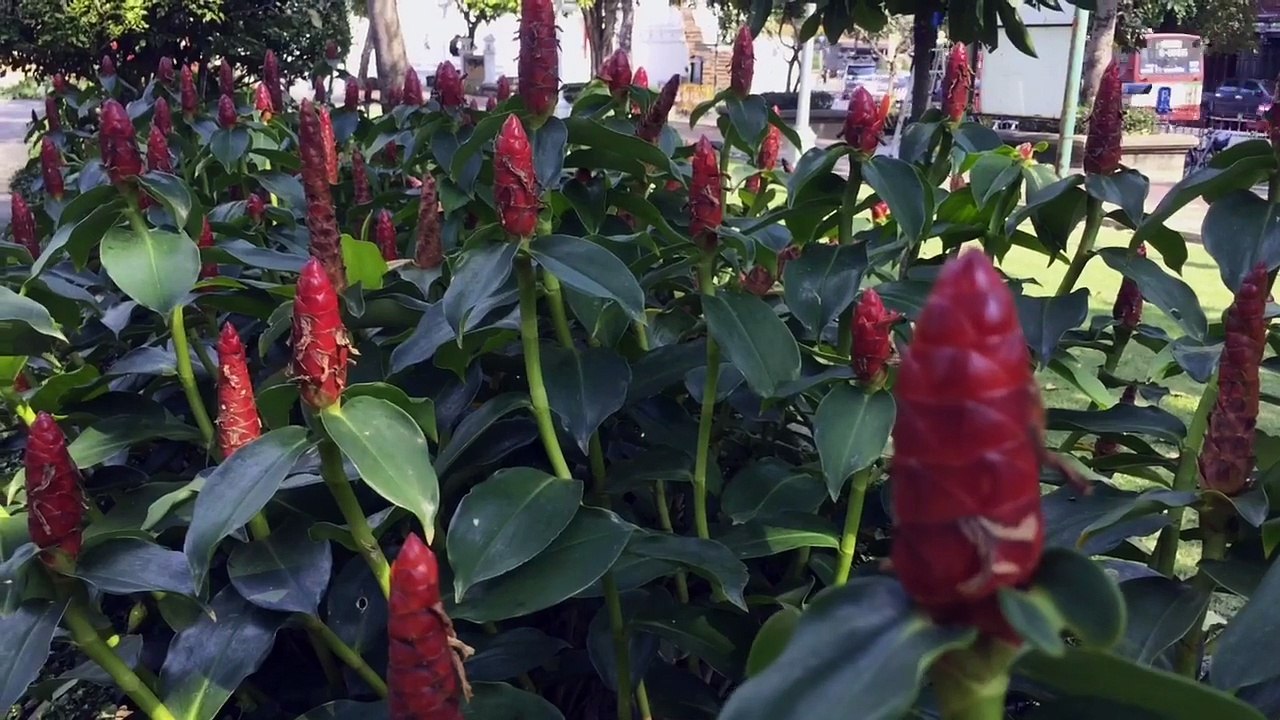 Studio13 Bangkok : Phra Atit Road Bang Lumphu Bangkok 行人