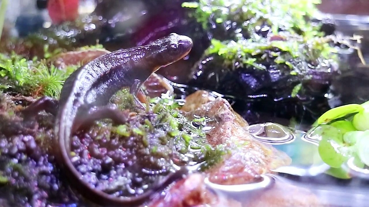 お引越し!NEWイモリウム水槽なのだ!【イモリ Japanese newt】