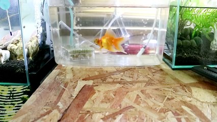 転覆病治療4日目と新カメラ導入！Canon EOS M3【GOLDFISH 金魚】
