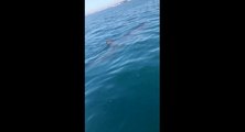 Ils croisent un requin pèlerin au large du Cap d'Agde.