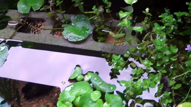 エビ入水と稚魚誕生！？【ミナミヌマエビ・Freshwater Shrimp】 【メダカ・MEDAKA・Japanese rice fish・Killifish】【BIOTOPE・ビオトープ】