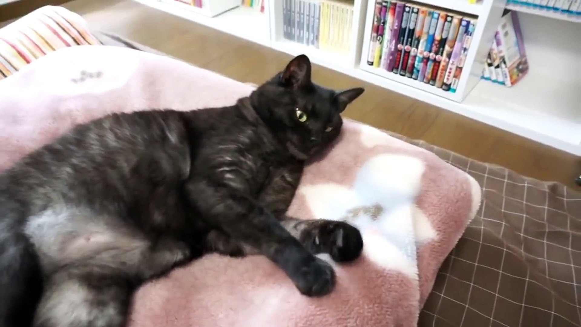 ⁣【猫動画】猫を撮る!04なめ猫【CAT VIDEO】