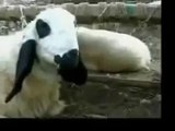 funny videos 2015 tagalkra Animals Video - Punjabi Dubbing Vide