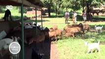 Malawi: más veterinarios para zonas rurales | Global 3000