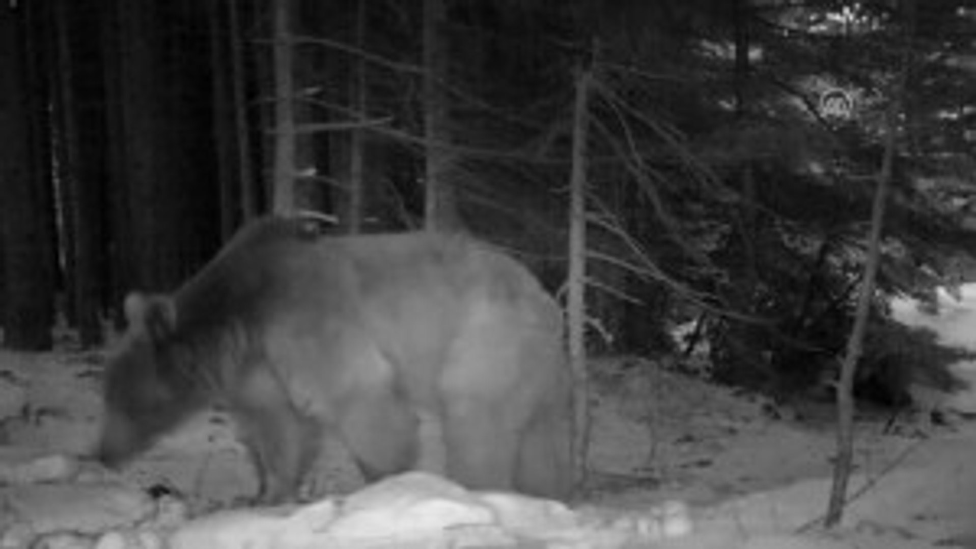Uludağ'ın Yaban Hayatı Fotokapanlarla Görüntülendi