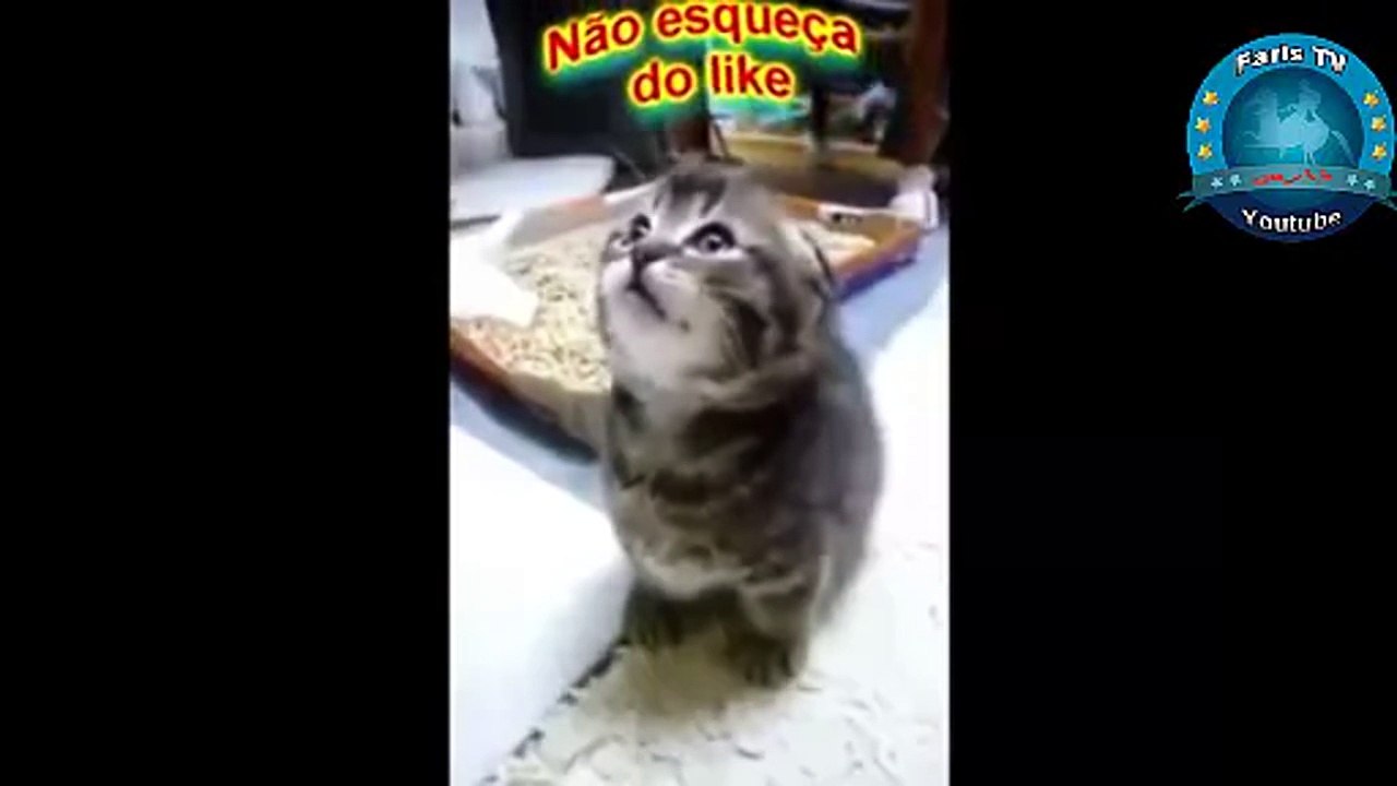 اضحك من قلبك مع القطط 2017 - Laugh with Cats