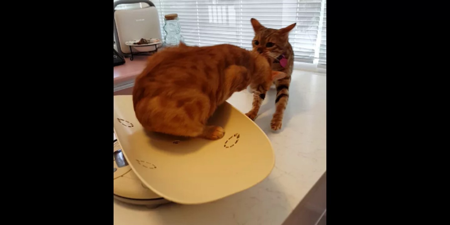 Un chat aide son pote à partir de chez le vétérinaire...Adorable !