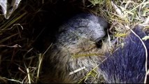 Hautes-Alpes : le réveil d'une marmotte jour après jour en vidéo