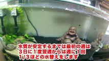 全水槽の近況報告 【金魚・Goldfish】 【メダカ・MEDAKA・Japanese rice fish・Killifish】
