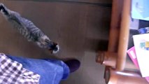 【猫動画】猫にストーキングされるオッサン【Stalking CAT】(2015) 【CAT VIDEO】