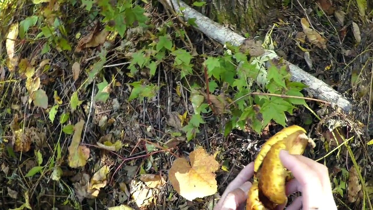 秋の渓流散策でヌメリスギタケモドキ20161002 Autumn river walking