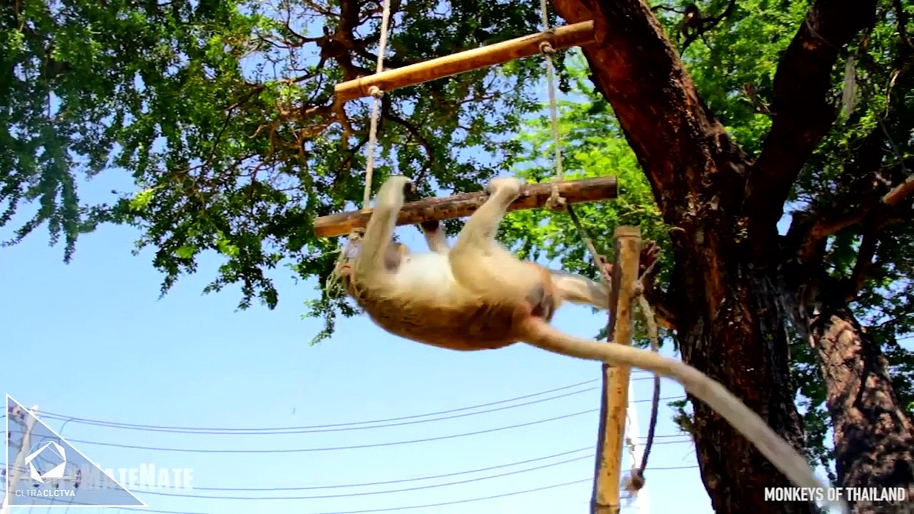 BUFFET DE MONOS EN TAILANDIA